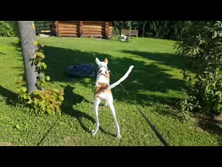 Androvid join 2481 mp4