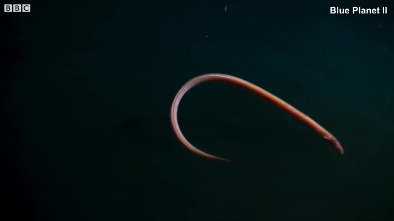 Угри на смертельной опасной охоте