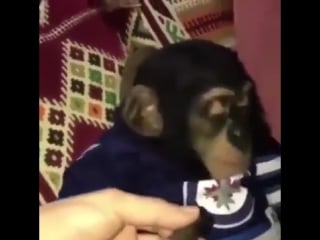 Monkey smoking weed