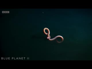 Eel suffers toxic shock from brine pool