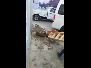 Питбуль молодыебездомную секс печальная вещь pit bull killed stray