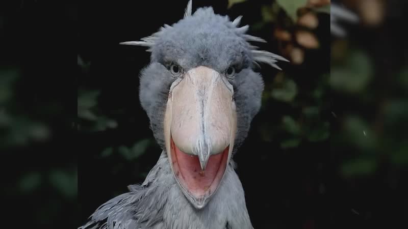 Китоглавы (ближайшие родственники динозавров)