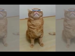 Awww, kitty cats are so silly больше видео от maine coon id