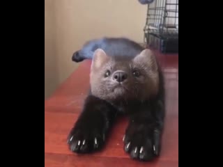 Соболь домашний