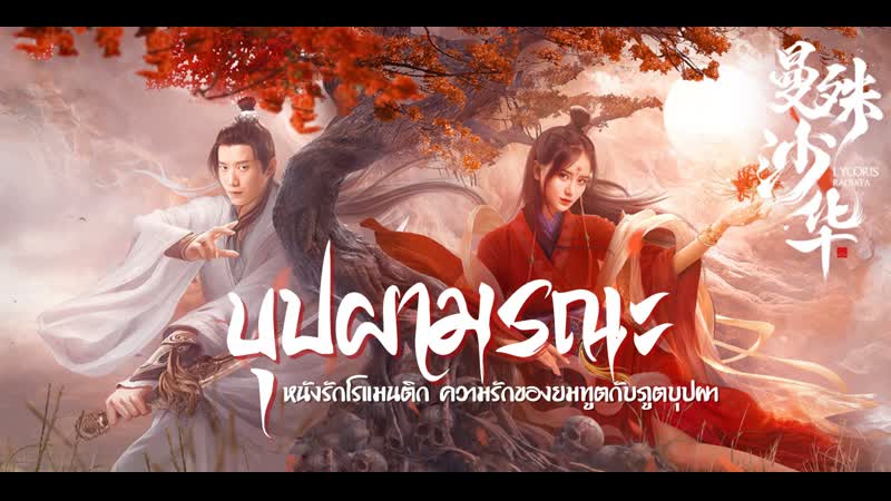 Ликорис лучистый (2022) lycoris radiata