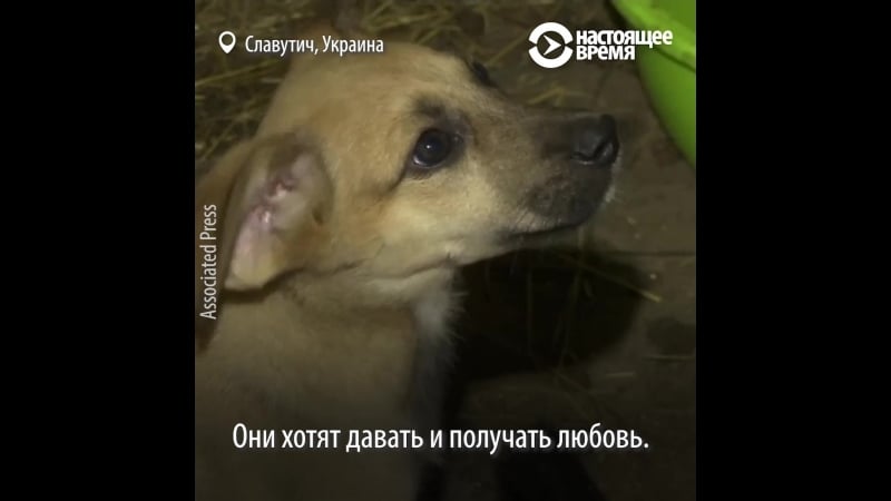 Щенки из чернобыля