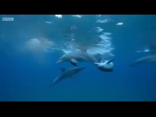 Dolphins tripping balls on pufferfish