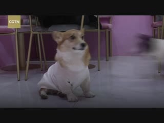 Chinese pet cafe coffee or tea scan the corgis! (1)