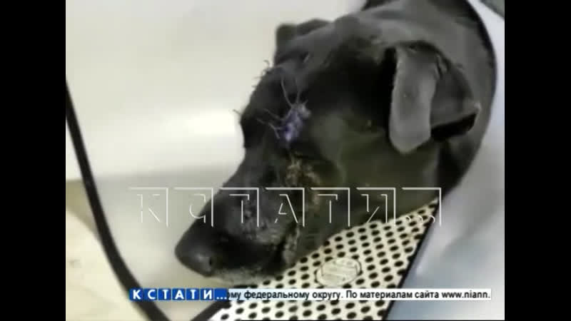 Молодые, которую хотел убить киллер поправляется, но психика ее искалечена