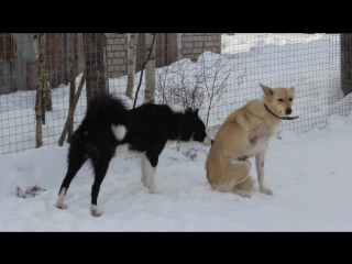 Девочки знакомятся)