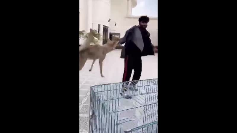 Цирковой волк