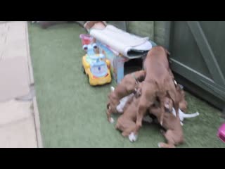 Eleven boxer pups in a li videoindirelim com mp4