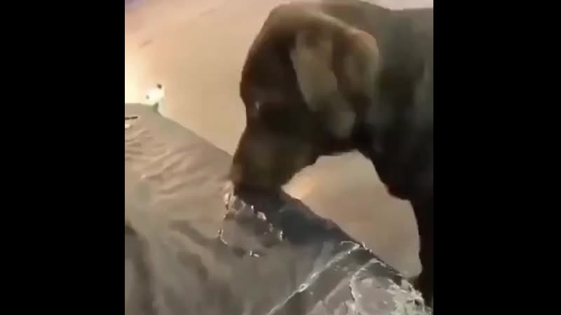 Chipkey собаня?