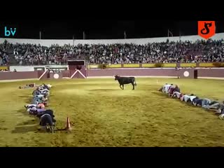 Забавы с быком