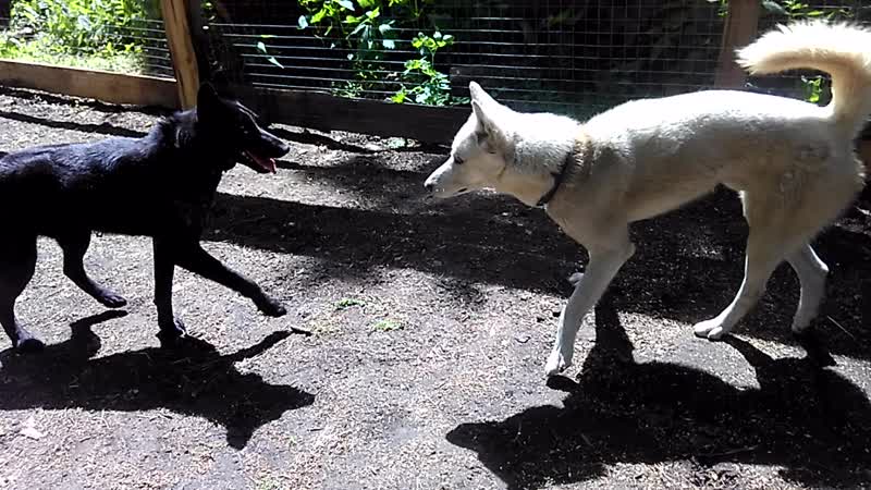 Фрося и ее молодые