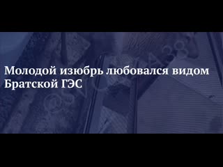 Молодой изюбрь любовался видом братской гэс