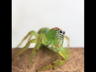 Female mopsus mormon aka northern green jumping spider (salticidae)