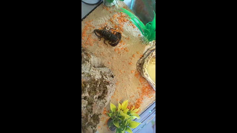 Жучки паучки | антикафе ● live