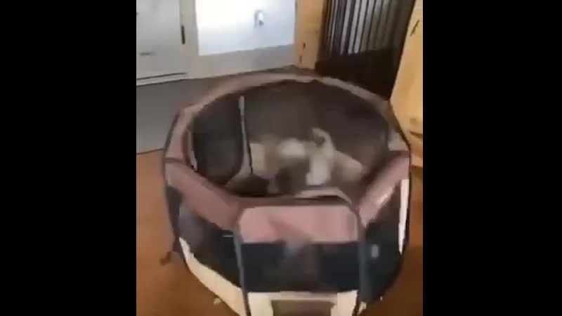 Голоден, но наказан