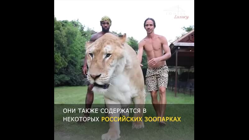 Лигр аполлон гуляет