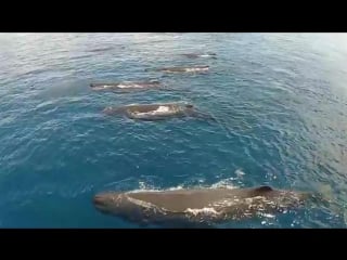 Whale watching srilanka