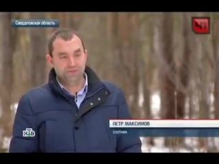 Огромный кабан