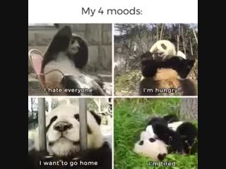 My mood in 4 pandas
