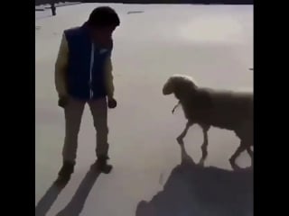 Злая барашка