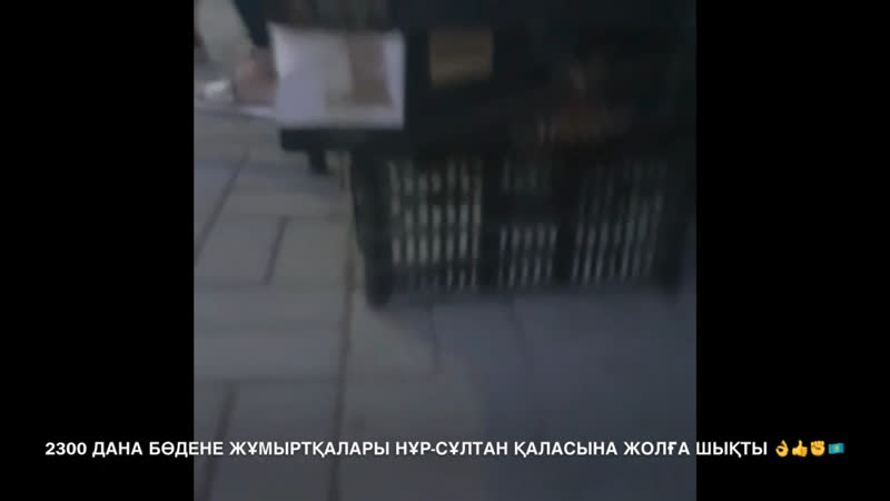 #перепелиноеяйцо #2300штук #бөденежұмыртқасы 2300 дана бөдене жұмыртқалары нұр сұлтан қаласына жолға шықты 👌👍✊🇰🇿