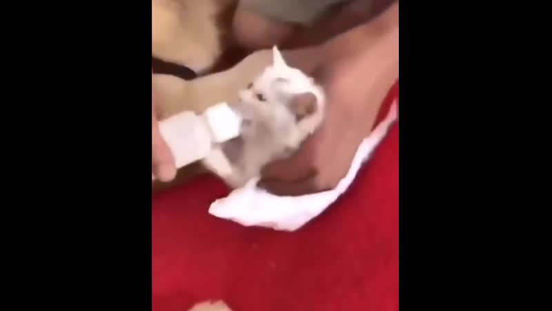 Dоg saving a littlе сat