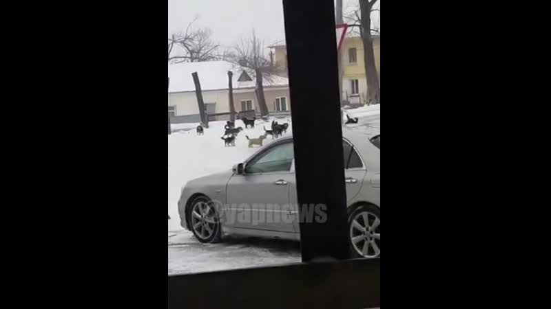 В приморском крае на мужчину напала свора молодые