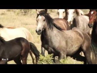 Leo rojas – watch over my dreams индейцы красивые лошади дикие лошади мустанги пожалуйста, оберегайте мои мечты!