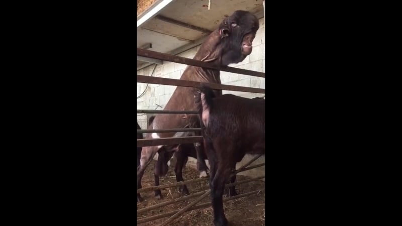 По настоящему жуткий козел