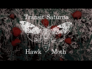 Crimson Hawk Moth Porn - Hawk moth porn videos - BEST XXX TUBE