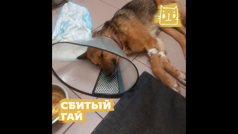 Сотрудники гибдд подобрали сбитого пса гая