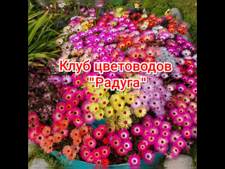 Клуб цветоводов "радуга"#июльскаяколлекция#армань#радужный#надеждапавлюк