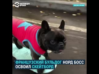 Бульдог на скейтборде