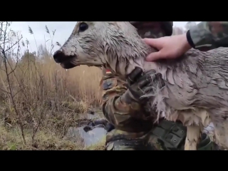 Спасение косули на игре по страйкболу © видеожесть