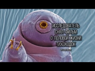 Tardigrades the surprisingly sexy ambassadors of the microcosmos compilation