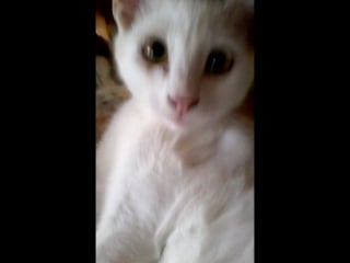 Молодой котёнок снежок