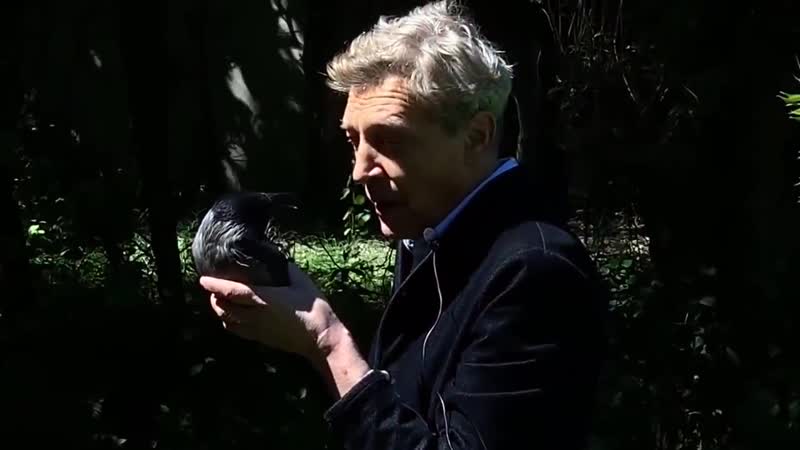 Воскресник невзоров про образование, историю, психотерапевтов, кладбище, ворону и паучиху