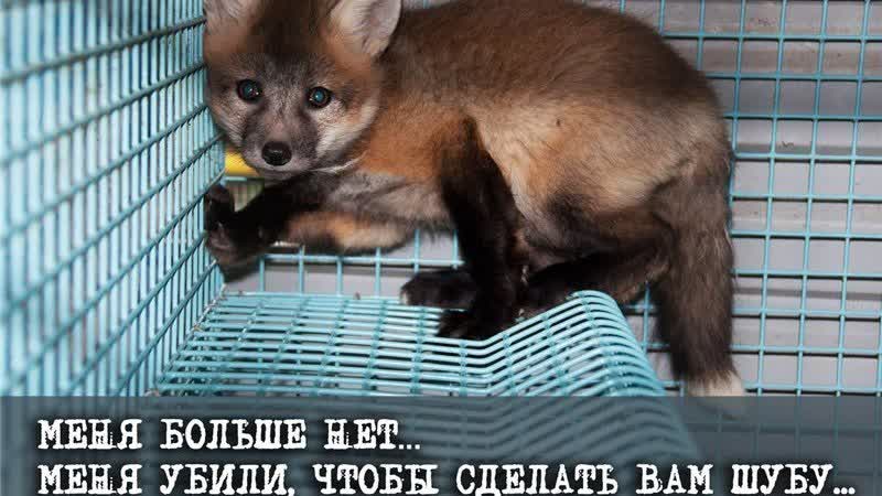 Никогда не покупайте кожу