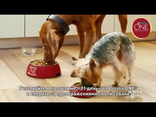 Purina one dog 6 v6