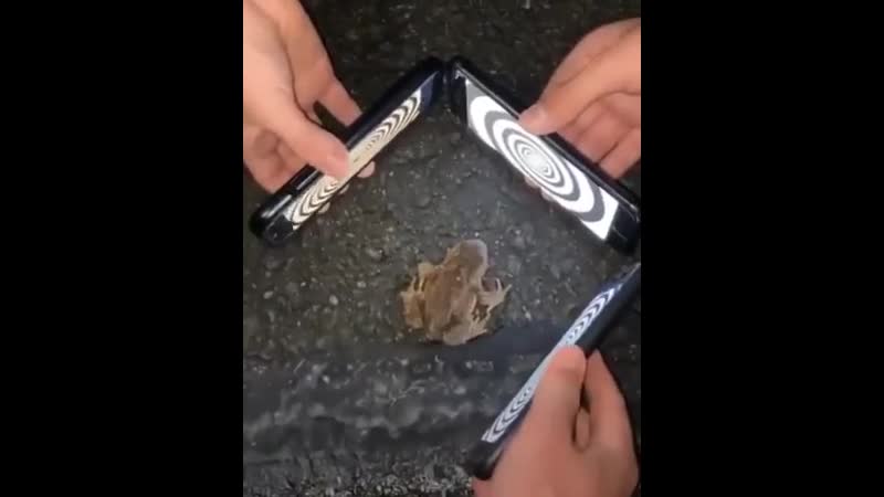 Гипноз жабы