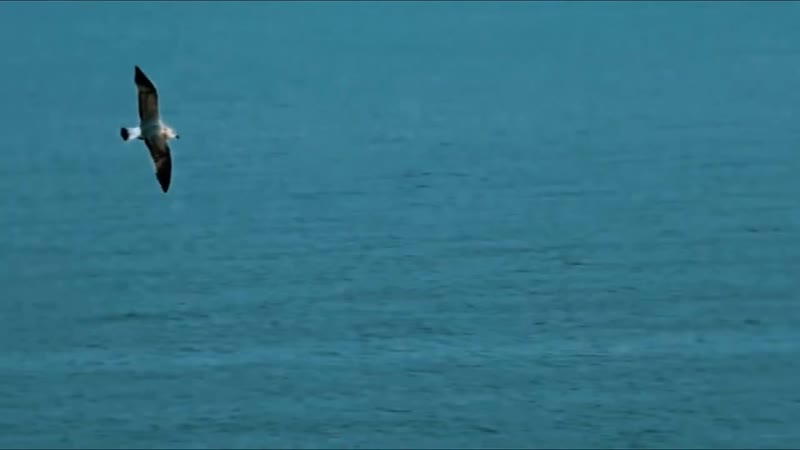 Avaz zavqiy men senga zor | аваз заий мен сенга зор