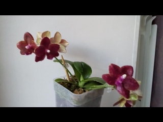 Phal mituo king porn spot