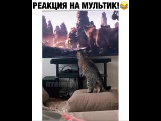 Всё ждал когда котейка отлупит этих гиен! 😼😹