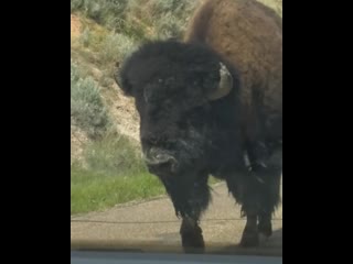 Had a fun encounter at theodore roosevelt natl park