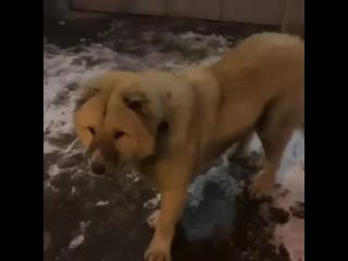 Boxerdog porn videos - BEST XXX TUBE