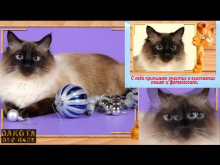 Max в гостях у бенгальской кошке